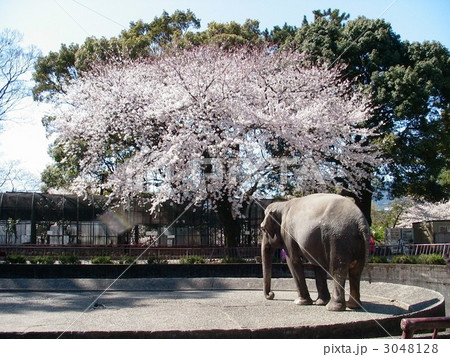小田原城の桜と象 小田原城の桜と象 3048128