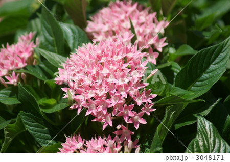 草山丹花　別名ペンタスと申します。 3048171