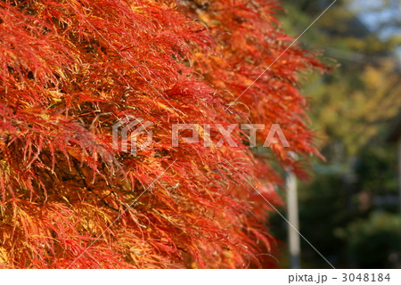 手向山　タムケヤマと申します。 3048184