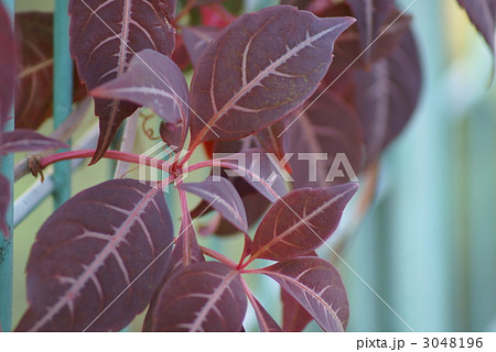 ヘンリー蔦の葉が赤くなりました。 3048196