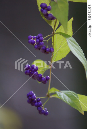 紫式部 　別名　実紫　見たまんまです。 3048198