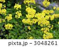 3048261