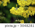 3048281