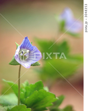 ほころぶオオイヌノフグリ 3048353