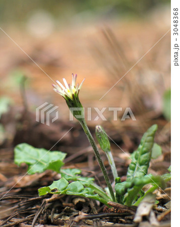 センボンヤリ センボンヤリ 3048368