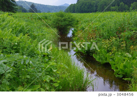 尾瀬の大江湿原 尾瀬の大江湿原 3048456