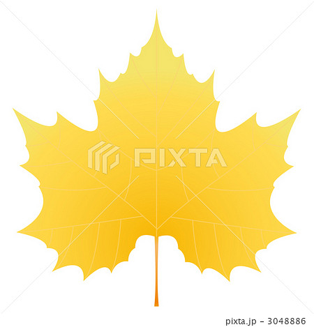 サトウカエデ サトウカエデ 3048886