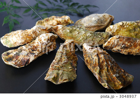 牡蠣 牡蠣 3048937