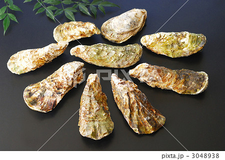 牡蠣 牡蠣 3048938