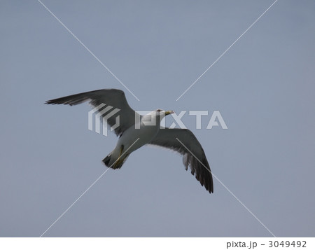 ウミネコ　1 3049492