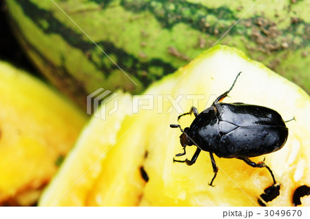 クロカナブン クロカナブン 3049670