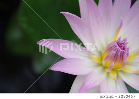 スイレン 3050457