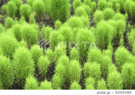 ほうき草 3050480