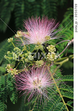 ネムノキの花 ネムノキの花 3050709