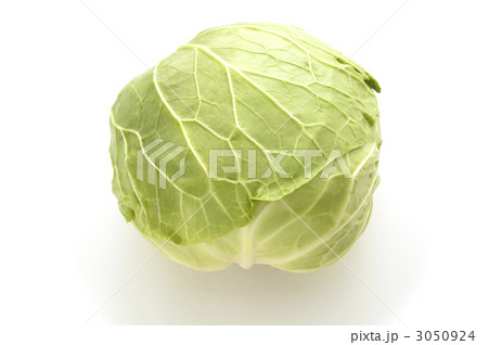 キャベツ 3050924