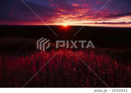 夕日に映えるヤナギランの種房 3050942