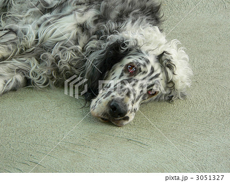 イングリッシュセッター 大型犬 動物の写真素材