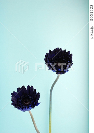 青いガーベラ 3051522
