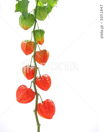 ホオズキ ホオズキ 3051647