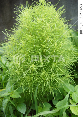 若いコキア（ホウキグサ） 3051653