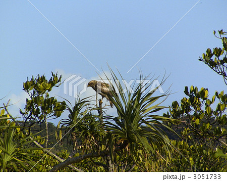 カンムリワシ　幼鳥 3051733
