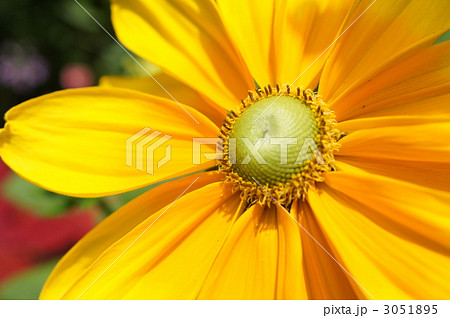 ヒメヒマワリのアップ 3051895