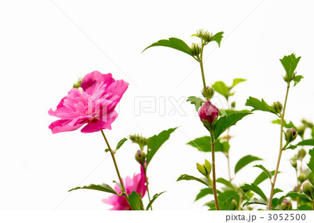 ムクゲ 3052500