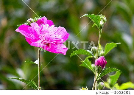 ムクゲ 3052505