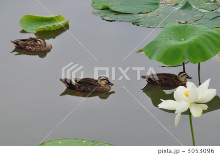 カルガモ3兄弟 カルガモ3兄弟 3053096