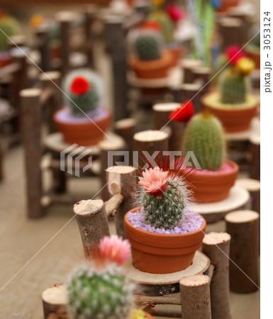 花の咲いているミニサボテン 3053124