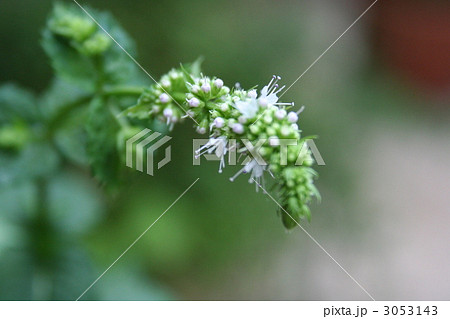 スペアミントの花の写真素材
