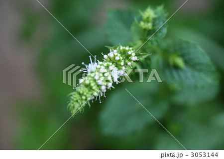 スペアミントの花の写真素材