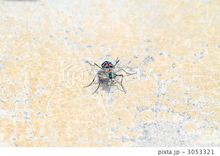 ハンミョウ 3053321