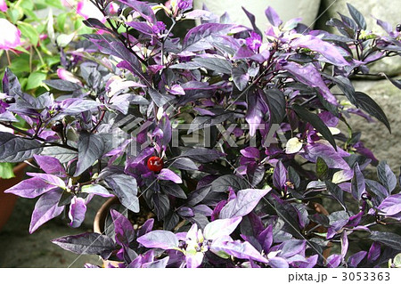 カプシカム・パープルフラッシュ 003 カプシカム・パープルフラッシュ 003 3053363