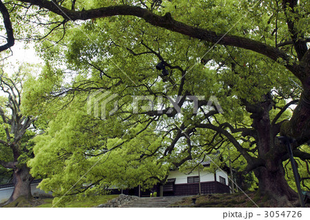 青蓮院門跡　長屋門と大楠 3054726