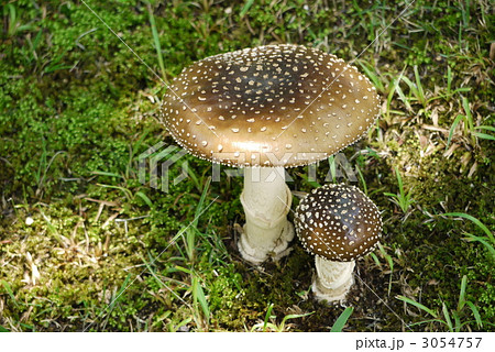 テングダケ 3054757