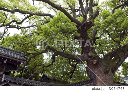 青蓮院門跡　大楠 3054763