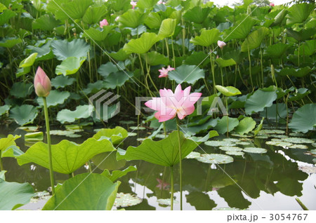 大雲寺のハス 3054767