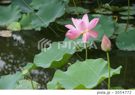 大雲寺のハス 3054772