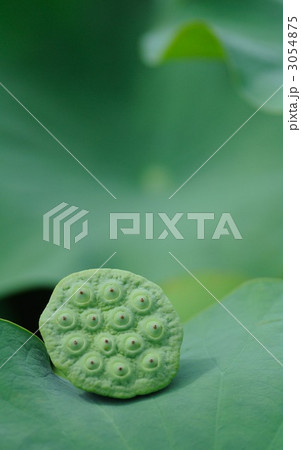 お昼寝 お昼寝 3054875