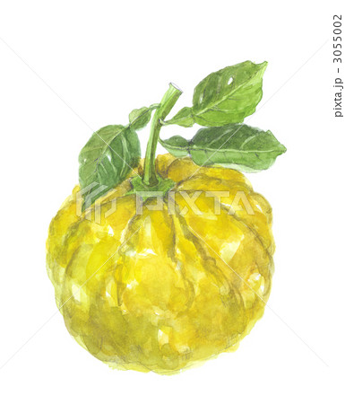 獅子柚子 鳥取県産のイラスト素材