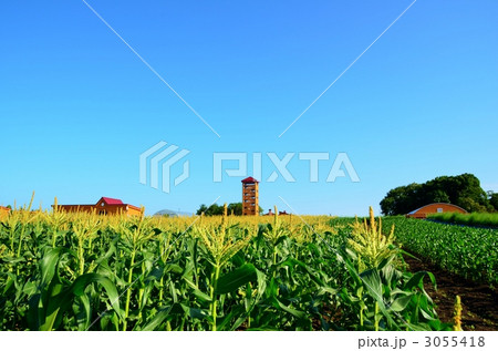 緑の大地 3055418