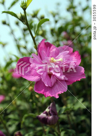 スイフヨウ 3055599