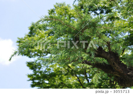 樹木 ヒマラヤシーダー マツ科の写真素材