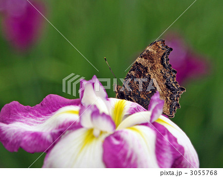 花菖蒲と蝶 3055768