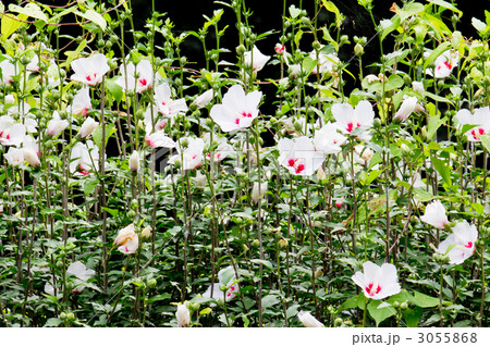 ムクゲ 3055868