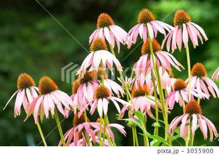 ムラサキバレンギク ムラサキバレンギク 3055900