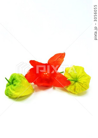 夏の風物鬼灯の実縦位置 3056055