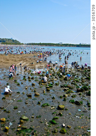 潮干狩り（海の公園／神奈川県横浜市金沢区） 3056709