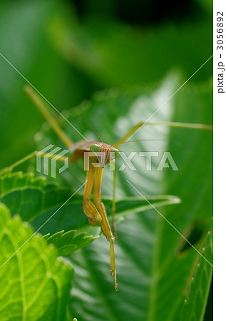 カマキリ 3056892